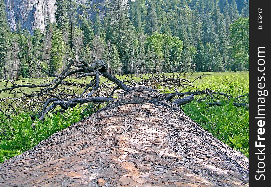 Tree on the ground of Yosemite nation park. Tree on the ground of Yosemite nation park.