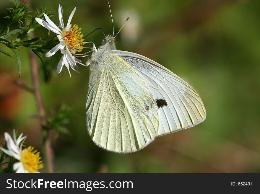 Sulphur Butterfly on Daisy