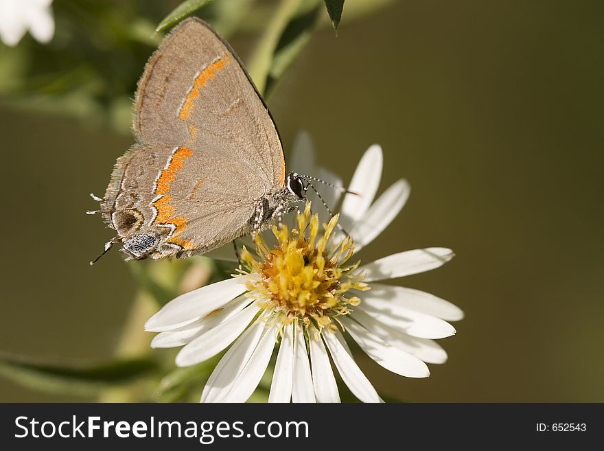 Red-Banded Hairstreak Butterfly