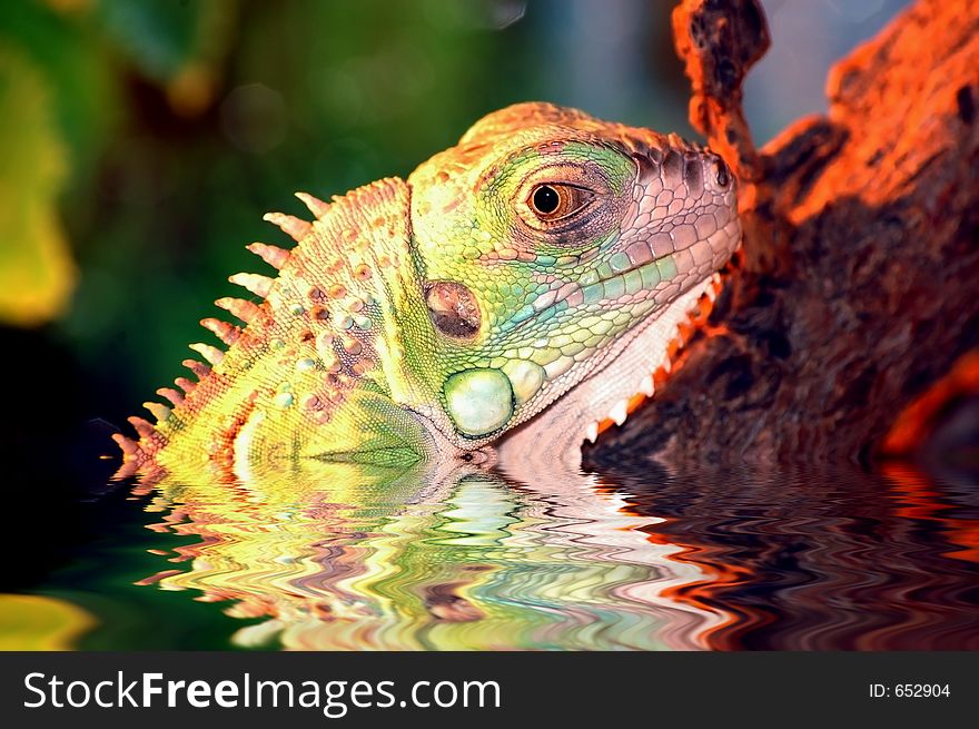 Iguana, exotic