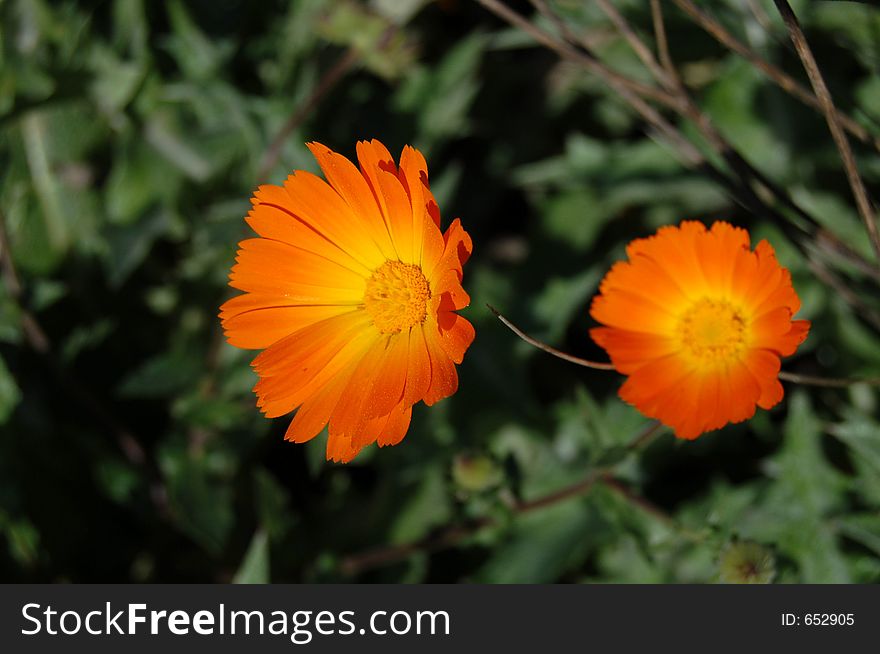 A spontaneous mediterranean orange flower. A spontaneous mediterranean orange flower.