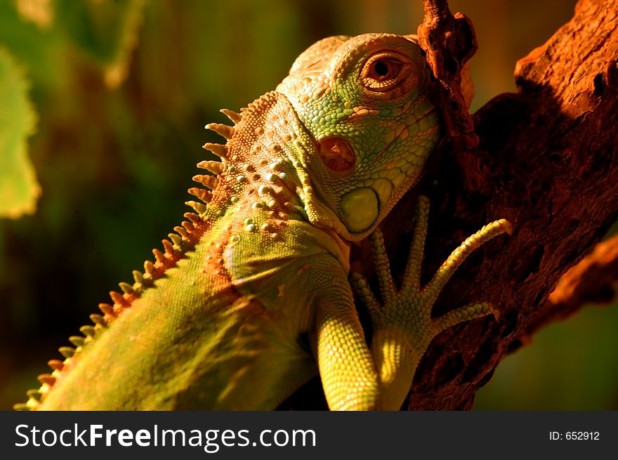 Iguana, exotic