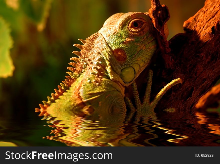 Iguana, exotic