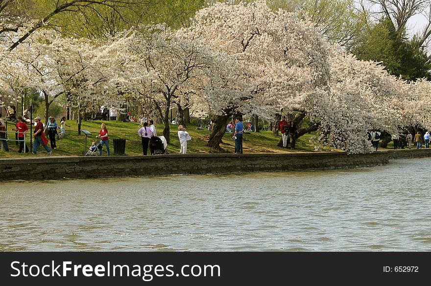 This in Washington, D.C. for Cherry Blooms Festival every year in March to April. Also for spring time. Color's pink which called cherry from blooms itself in spring time. It orginial from Japan.