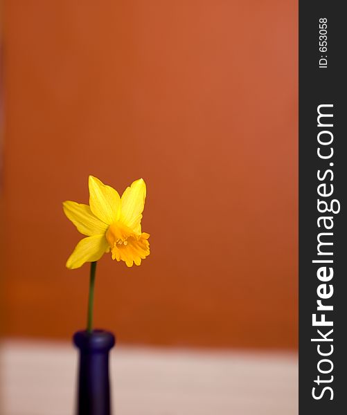 Yellow daffodil in blue vase on red background