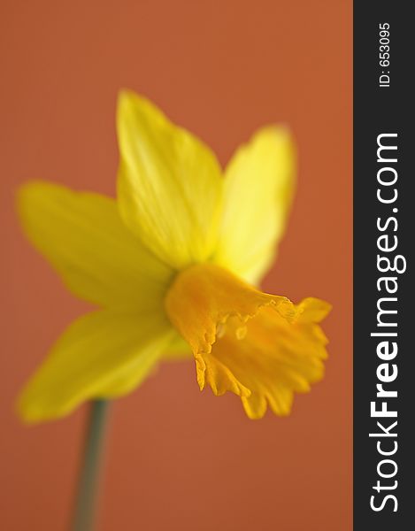 Abstract Daffodil
