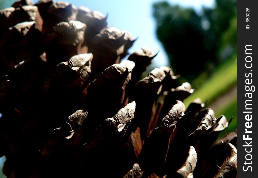 Pine cone shot in the shodaw of it's maker. Pine cone shot in the shodaw of it's maker.