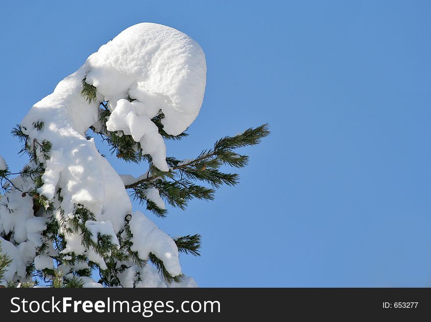 Branch covered with snow against a blue sky. Branch covered with snow against a blue sky