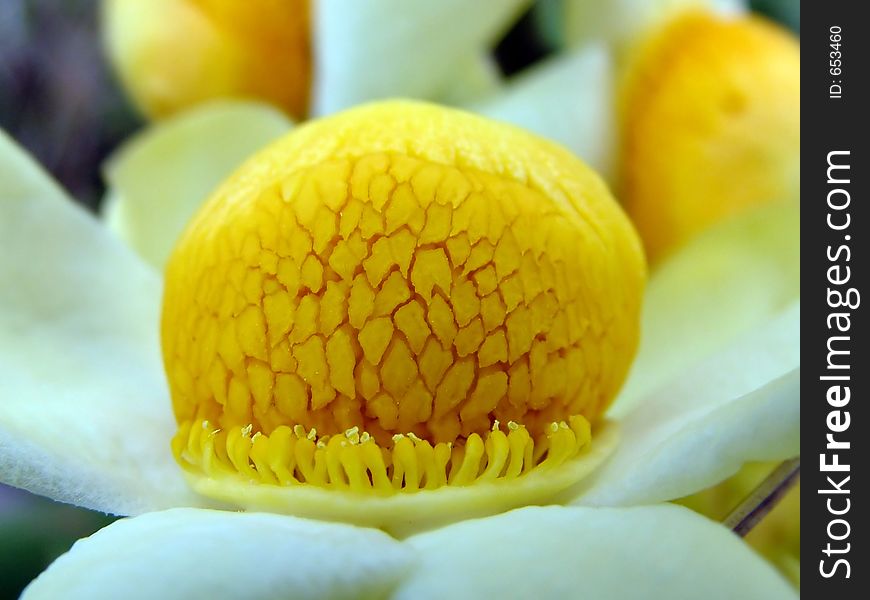 Yellow flower. Yellow flower