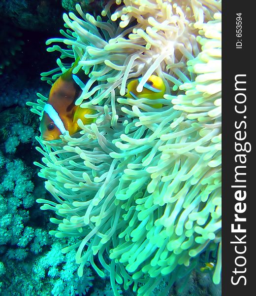 A pair of Red Sea Anemonefish