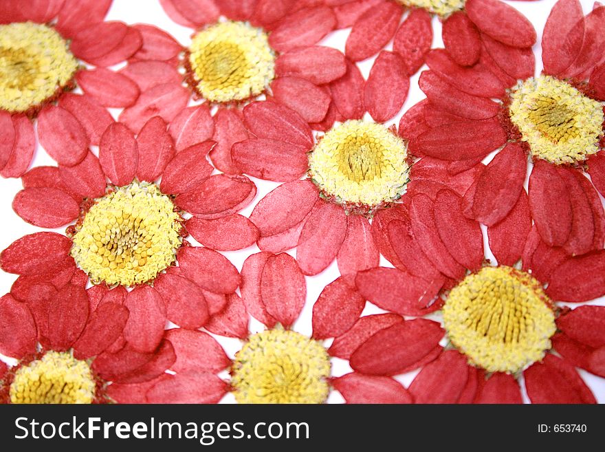 Real dried flowers