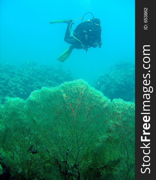Large Gorgonian fan coral with scuba diver. Large Gorgonian fan coral with scuba diver