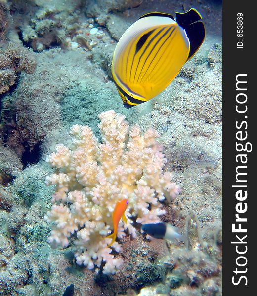 Exquisite Butterflyfish on coral head