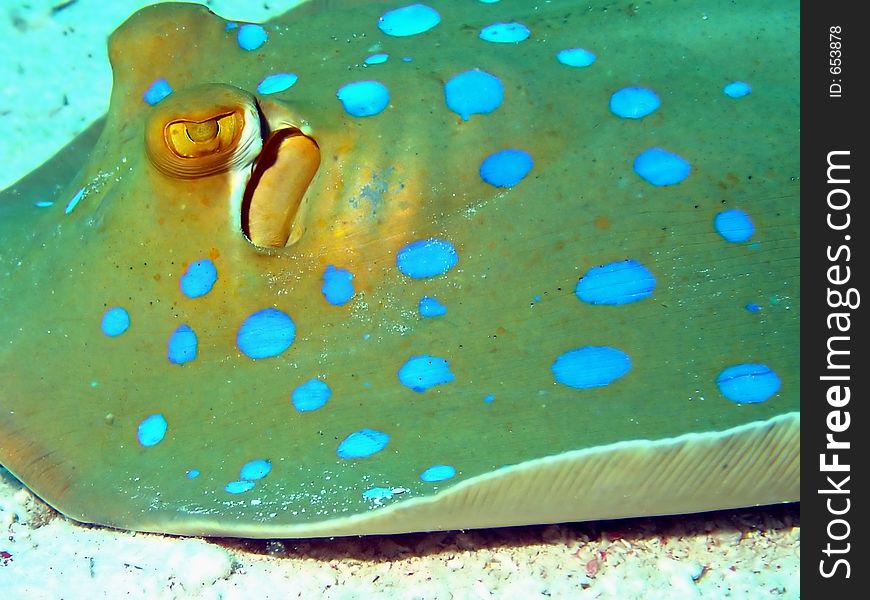 Close-up of blue spotted ray