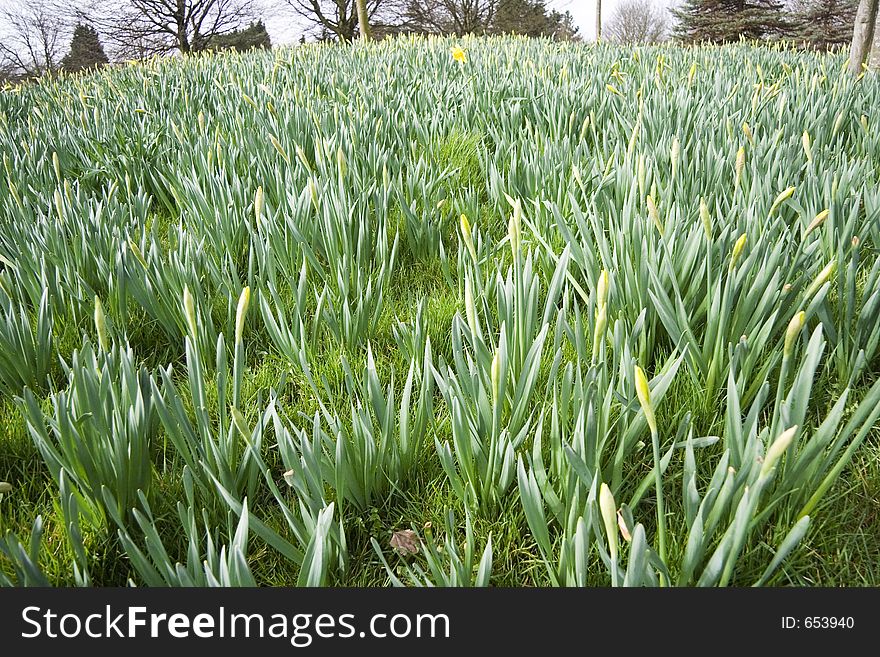 A field of daffodills before they have flowered. A field of daffodills before they have flowered.