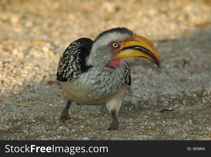 Hornbill with attitude