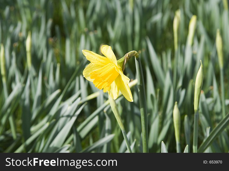 A single yellow daffodill in a field of closed daffodills. A single yellow daffodill in a field of closed daffodills.