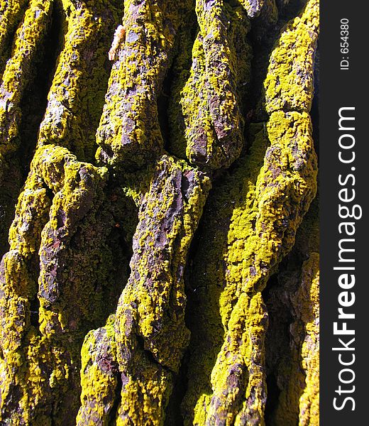 Richly-textured bark is covered in almost-luminous lichen on this tree in New Zealand. Richly-textured bark is covered in almost-luminous lichen on this tree in New Zealand.