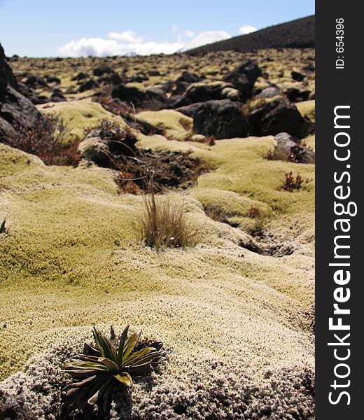 Unusual carpet of moss, punctuated with rare plants and volcanic rocks. Taken in the volcanic area of Tongariro National Park, New Zealand. Unusual carpet of moss, punctuated with rare plants and volcanic rocks. Taken in the volcanic area of Tongariro National Park, New Zealand.