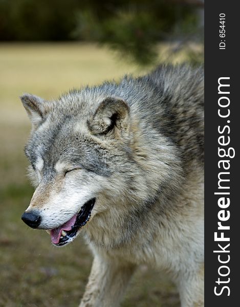 Timber Wolf (Canis Lupus) appears to laugh - motion blur. Timber Wolf (Canis Lupus) appears to laugh - motion blur