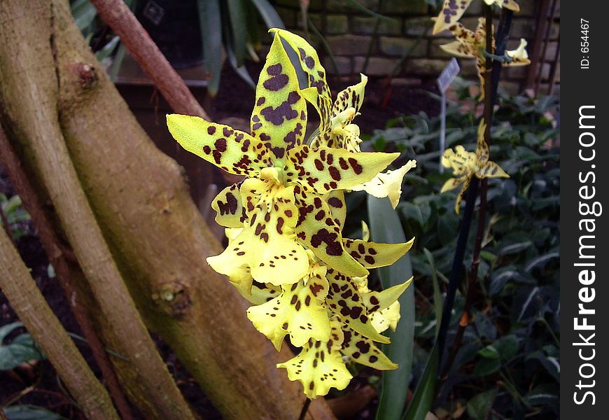 Yellow spotted tropical flower called a Pagan Love Song