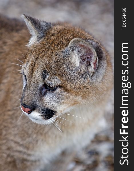 Cougar (Felis Concolor) Looks to Left