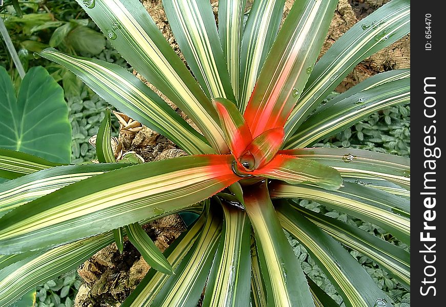 A green and yellow tropical plant with a bright red center. A green and yellow tropical plant with a bright red center