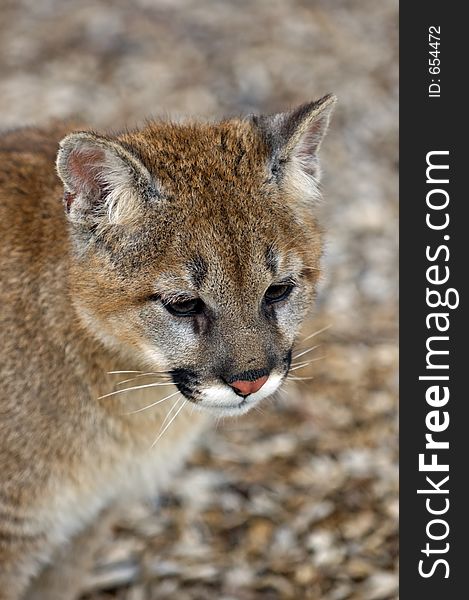 Cougar (Felis Concolor) Portrait