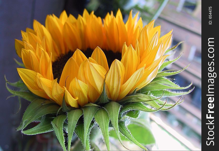 Yellow sunflower and green leafs