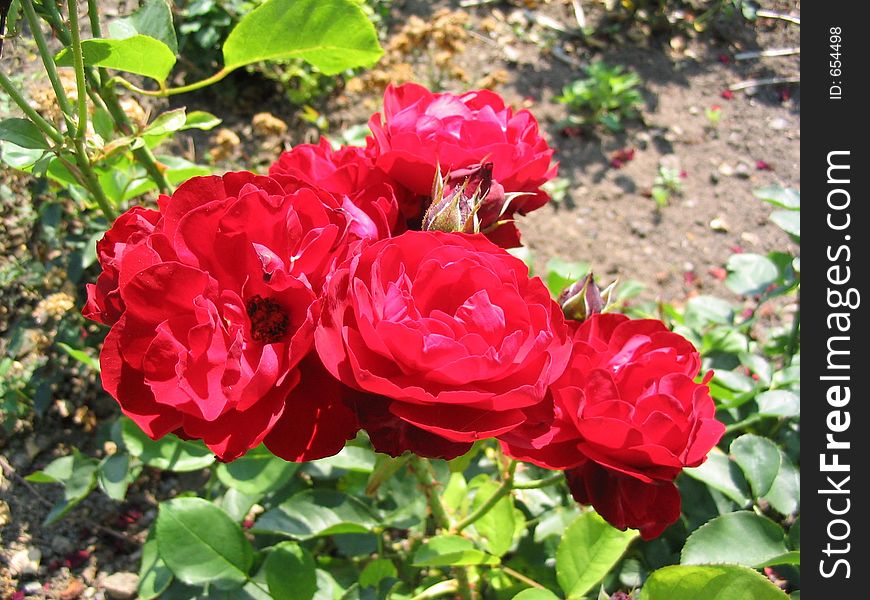 Red rose flower and plant