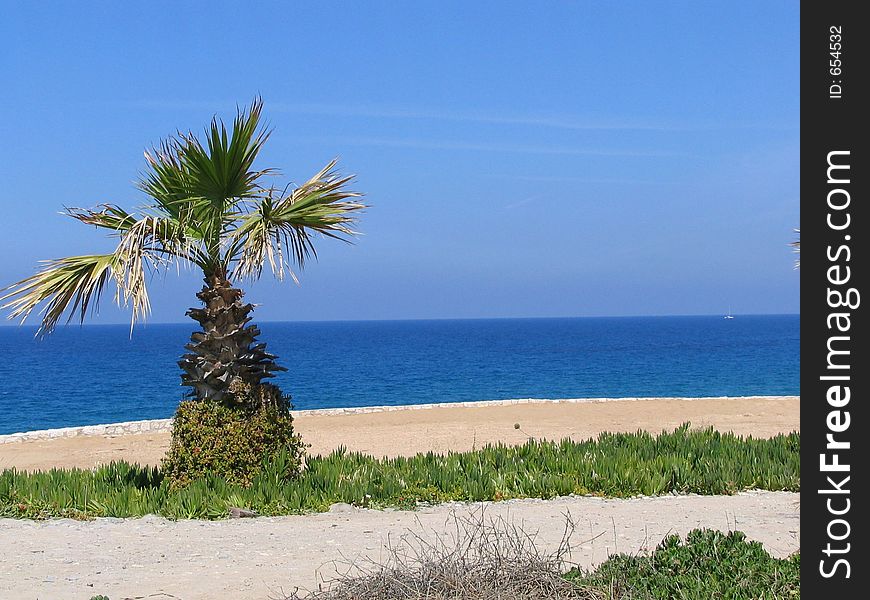 Beach and coconut tree