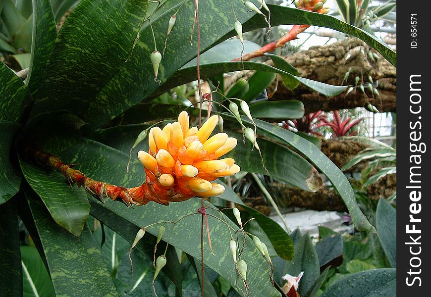 An orange and yellow blossom on a flowering tropical plant. An orange and yellow blossom on a flowering tropical plant