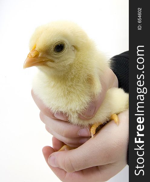 Baby chick being held by young boy (wide angle)