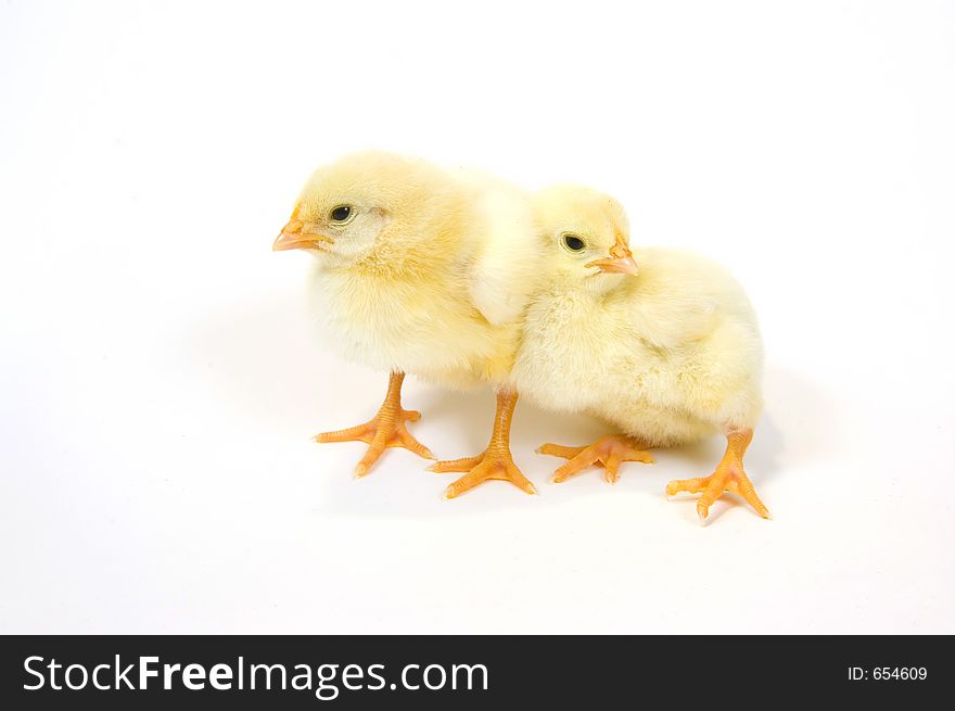 Two baby chicks that are being raised on a farm in the Midwest United States. Two baby chicks that are being raised on a farm in the Midwest United States.
