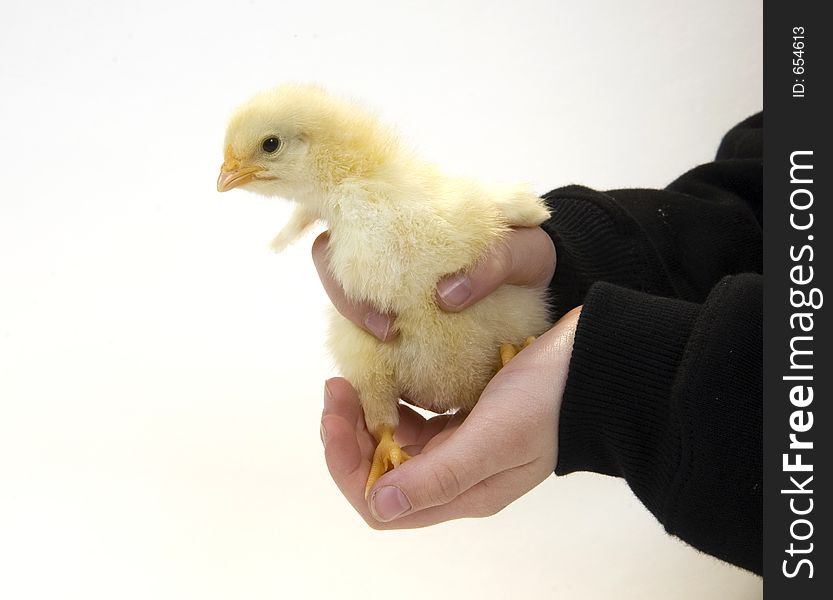 Baby chick being held by young boy