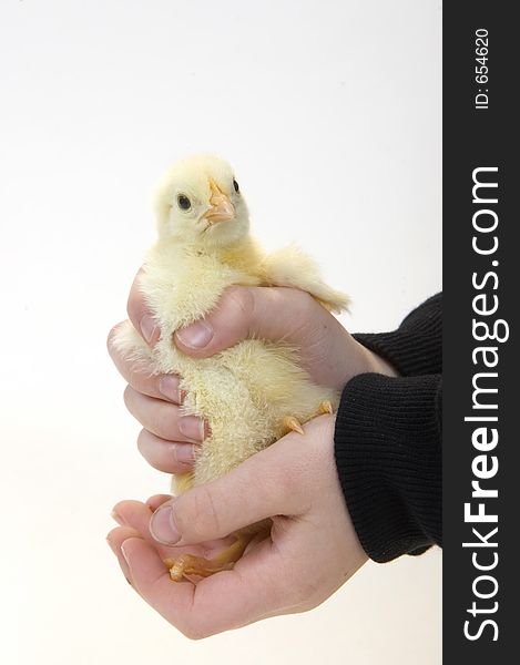 Baby Chick Being Held By Young 2