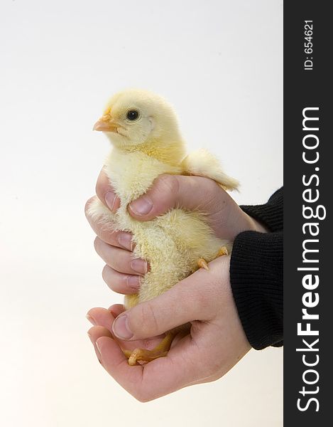 Baby Chick Being Held By Young Boy  3