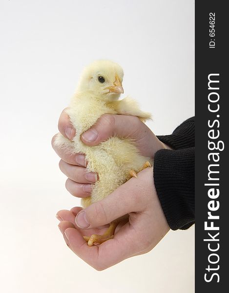Baby Chick Being Held By Young Boy 4