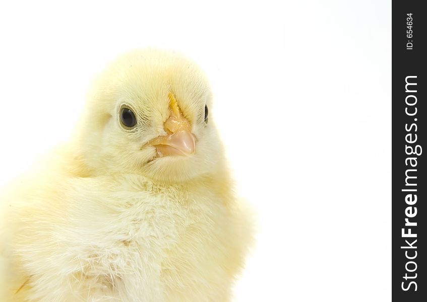 Baby Chick On White Background (headshot) 16