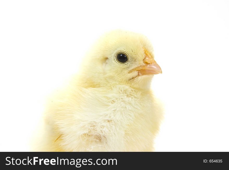 A baby chick that is being raised on a farm in the Midwest United States. A baby chick that is being raised on a farm in the Midwest United States.