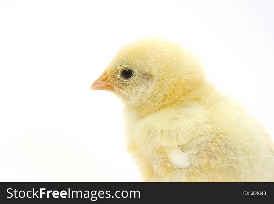 A baby chick that is being raised on a farm in the Midwest United States. A baby chick that is being raised on a farm in the Midwest United States.