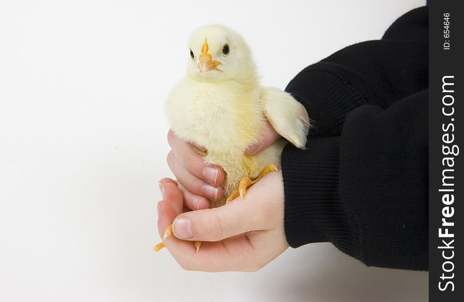 A young boy holds a baby chick that is being raised on a farm in the Midwest United States. A young boy holds a baby chick that is being raised on a farm in the Midwest United States.