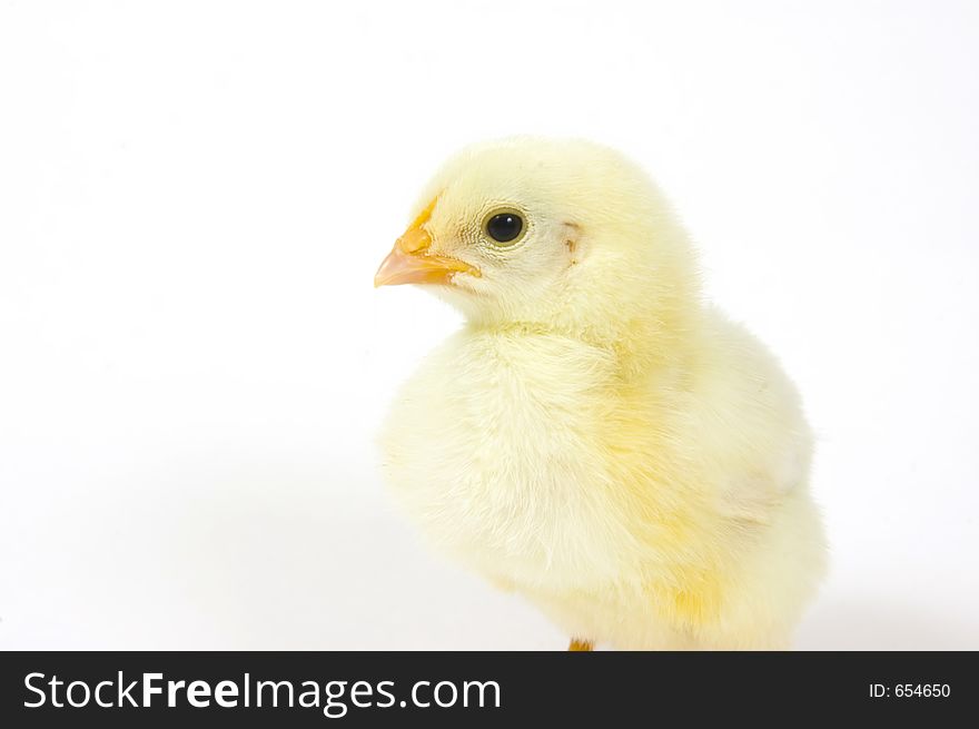 Baby Chick On White Background (profile) 23