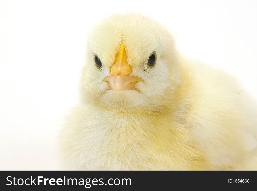 A baby chick that is being raised on a farm in the Midwest United States. A baby chick that is being raised on a farm in the Midwest United States.
