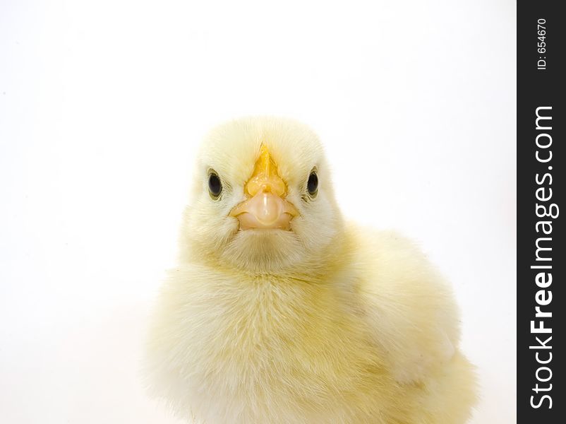 A baby chick that is being raised on a farm in the Midwest United States. A baby chick that is being raised on a farm in the Midwest United States.