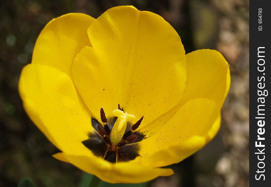Macro shot of a yellow tulip. Macro shot of a yellow tulip