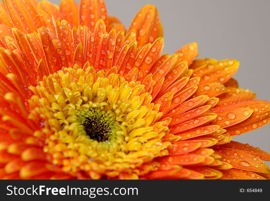 Orange daisy flower on black background. Orange daisy flower on black background