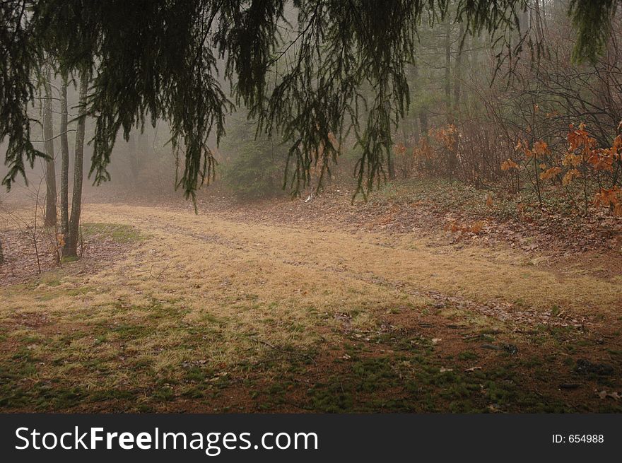 Old logging road though misty woods. Old logging road though misty woods