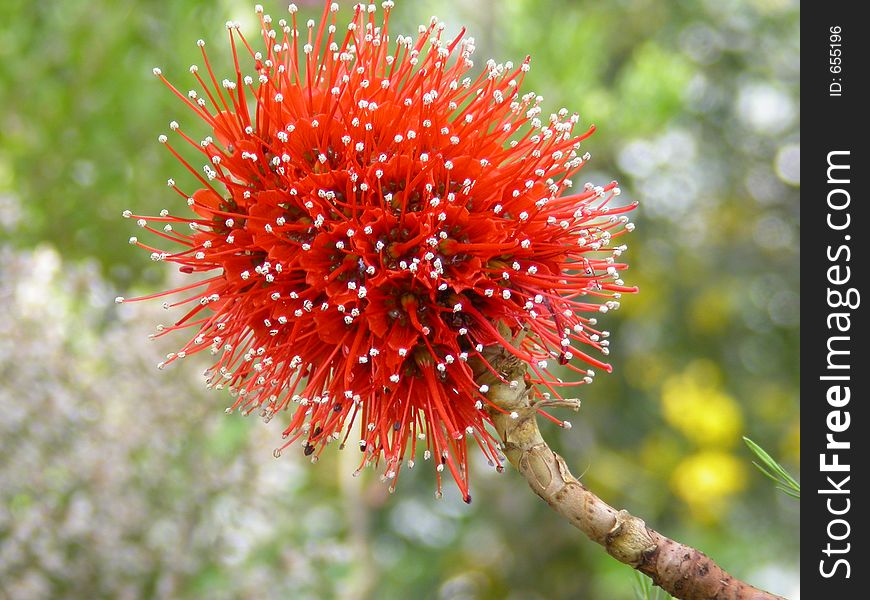 Exotic red flower