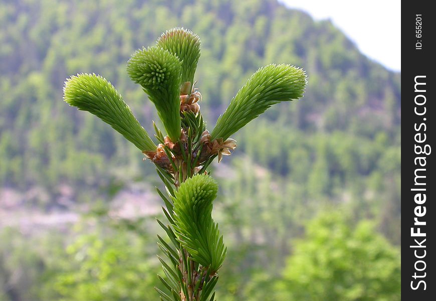 Young shot of a pine tree